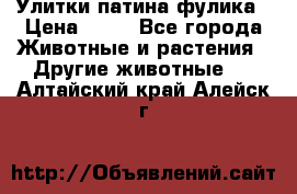 Улитки патина фулика › Цена ­ 10 - Все города Животные и растения » Другие животные   . Алтайский край,Алейск г.